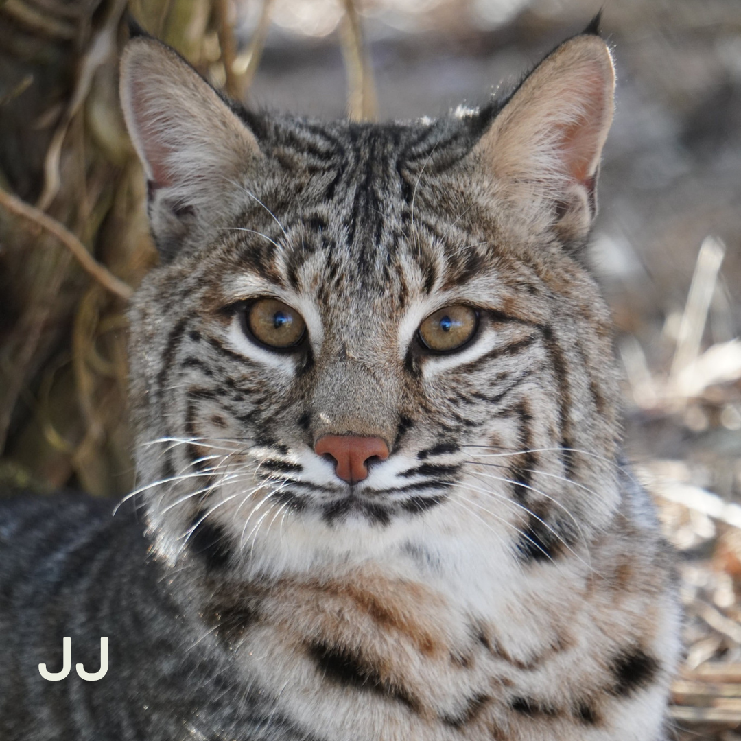 This is an image of one of our bobcats, JJ. In this picture you can just see JJ's head and shoulders while he is staring at the camera.