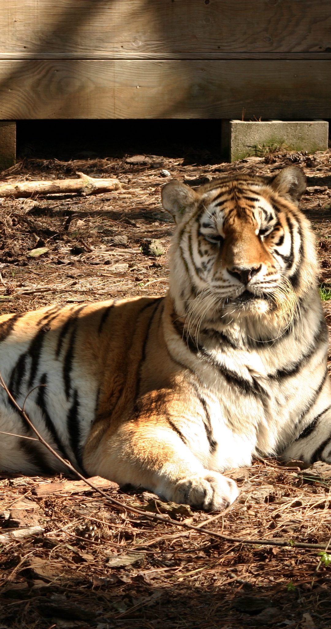 Tigers Found in Train Car – How the Virginia Girls Came to Call Carolina Tiger Rescue Home
