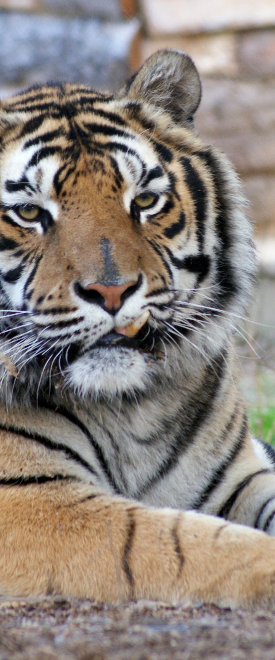 Emerson Tiger