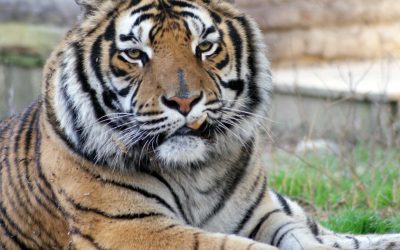 Emerson Tiger