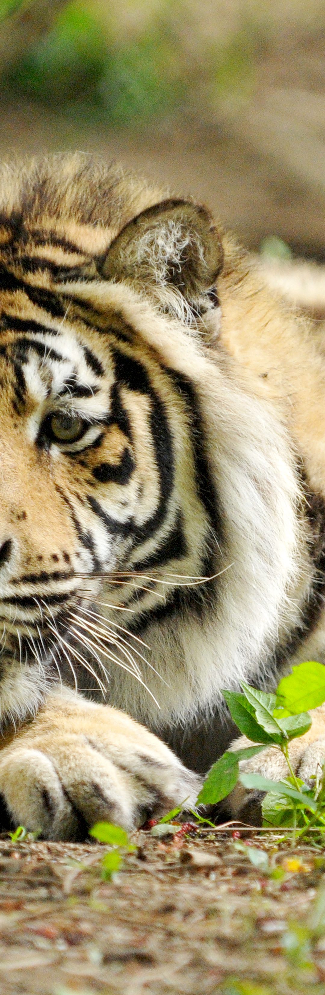 Fenimore Tiger