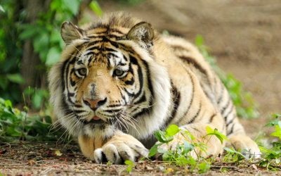 Fenimore Tiger