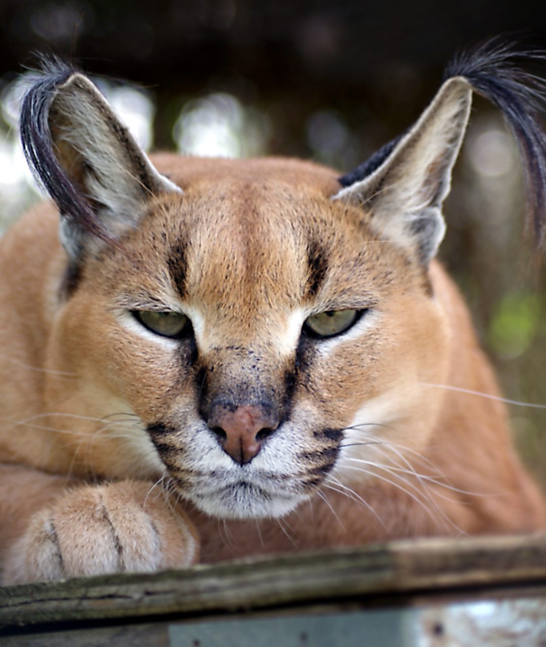 Bandit Caracal