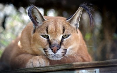 Bandit Caracal