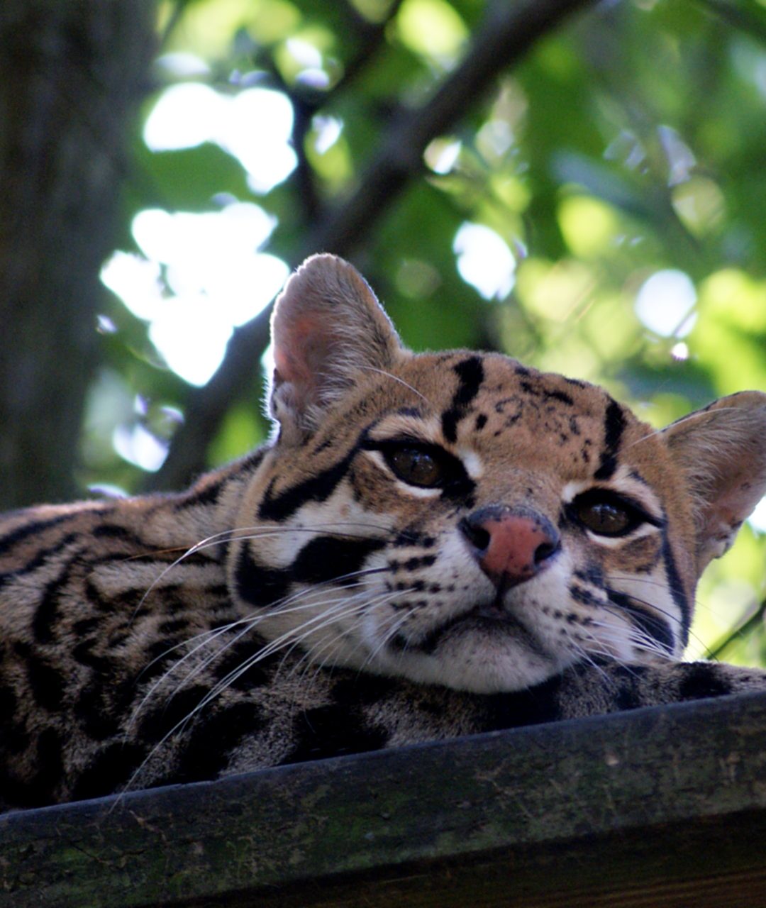 Sam Ocelot