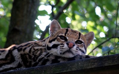 Sam Ocelot