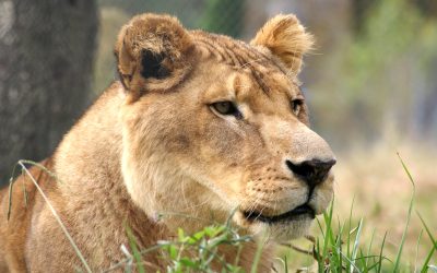 Tarzan Lion