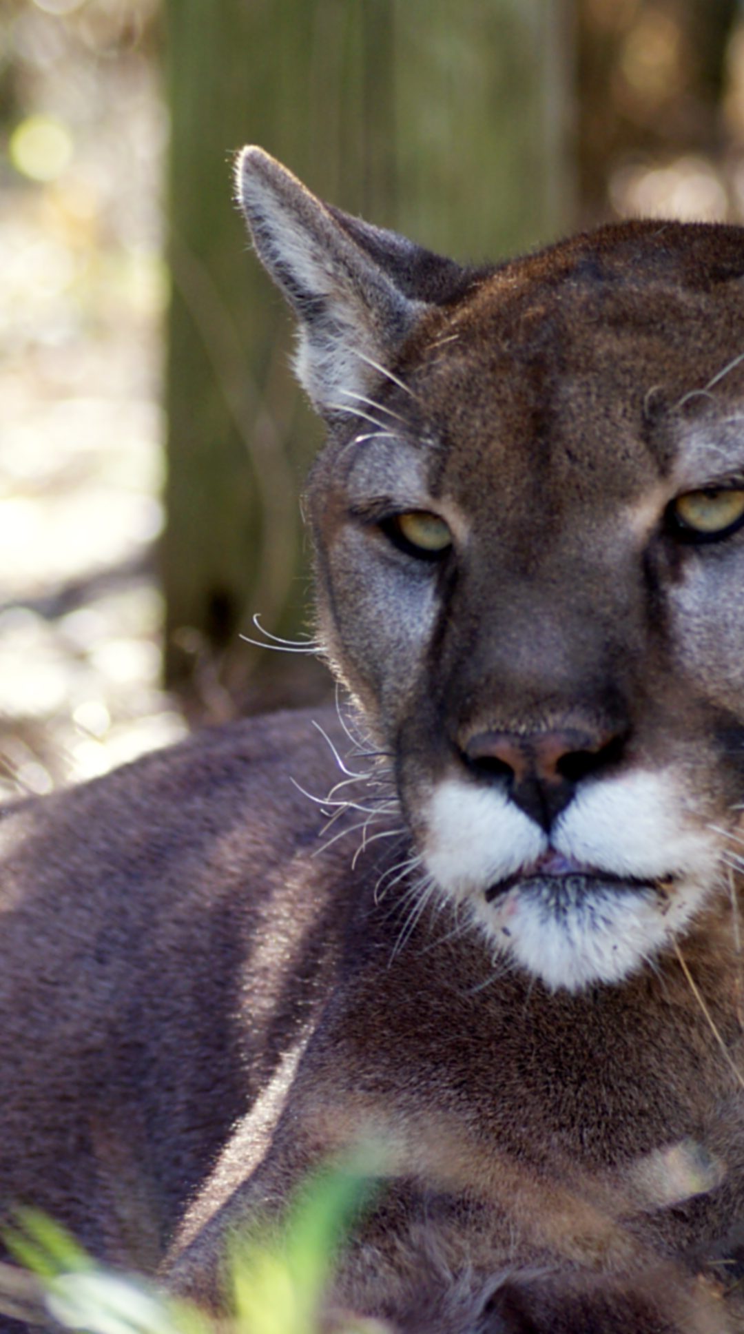Jericho Cougar
