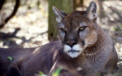 Jericho Cougar