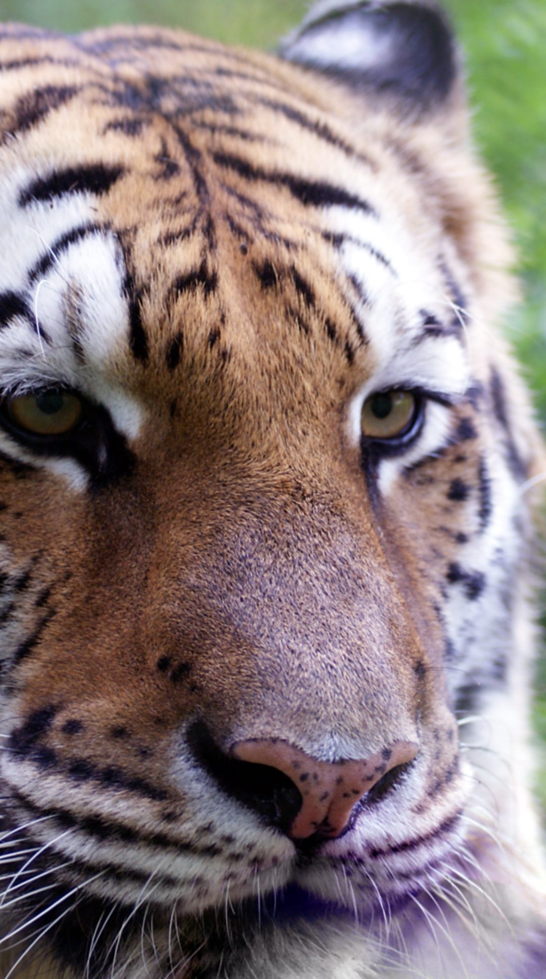 Aria Tiger