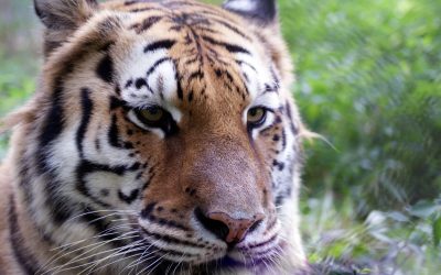 Aria Tiger