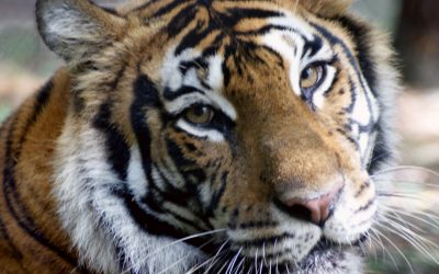Moki Tiger