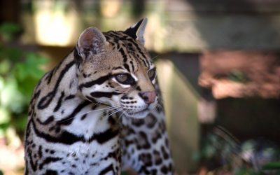 Petee Ocelot