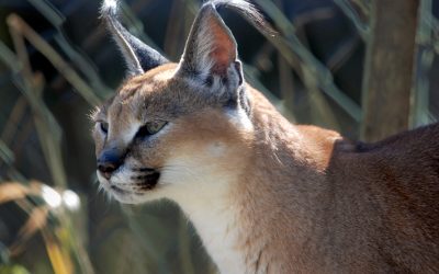 Mary Stewart Caracal