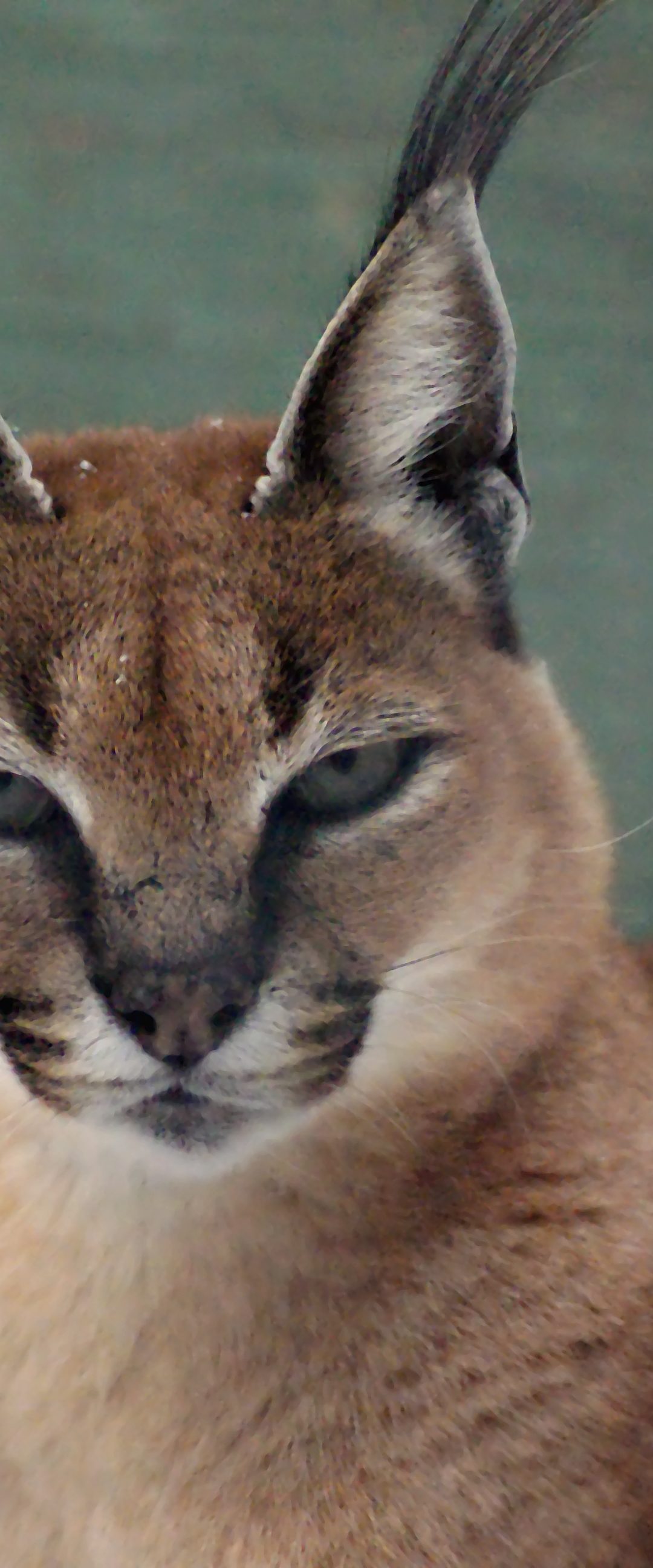 Electra Caracal