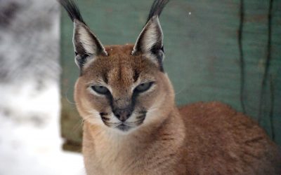 Electra Caracal