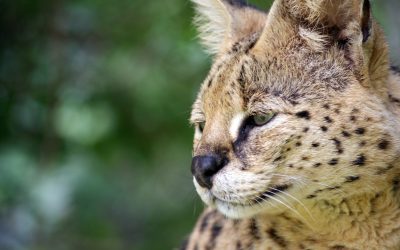 Simon Serval