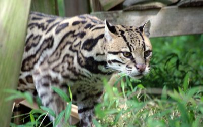 Oliver Ocelot