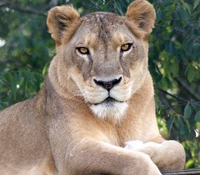 Sheba Lion
