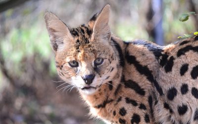 Millhouse Serval