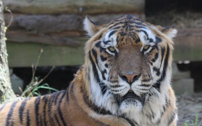 Max Tiger