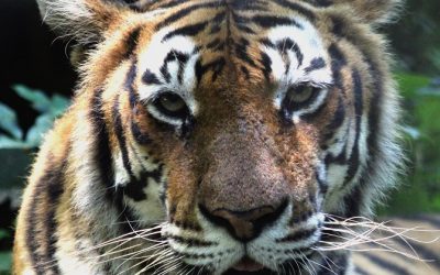 Yanaba Tiger