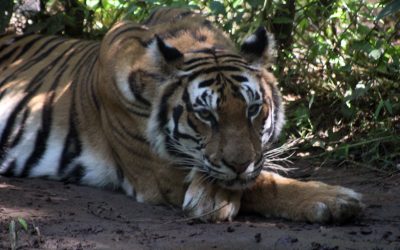 Kaari Tiger