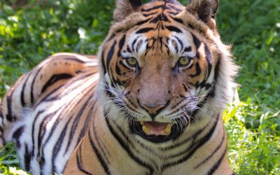 Tio Tiger