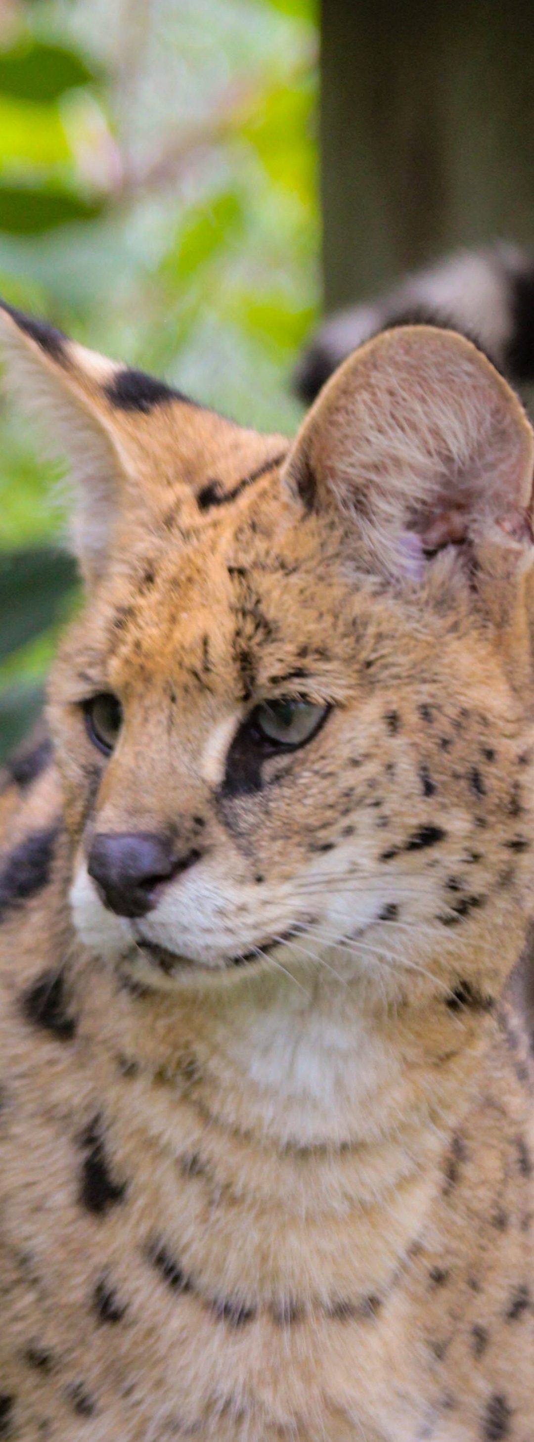 Keeper Larissa Exercises with Servals