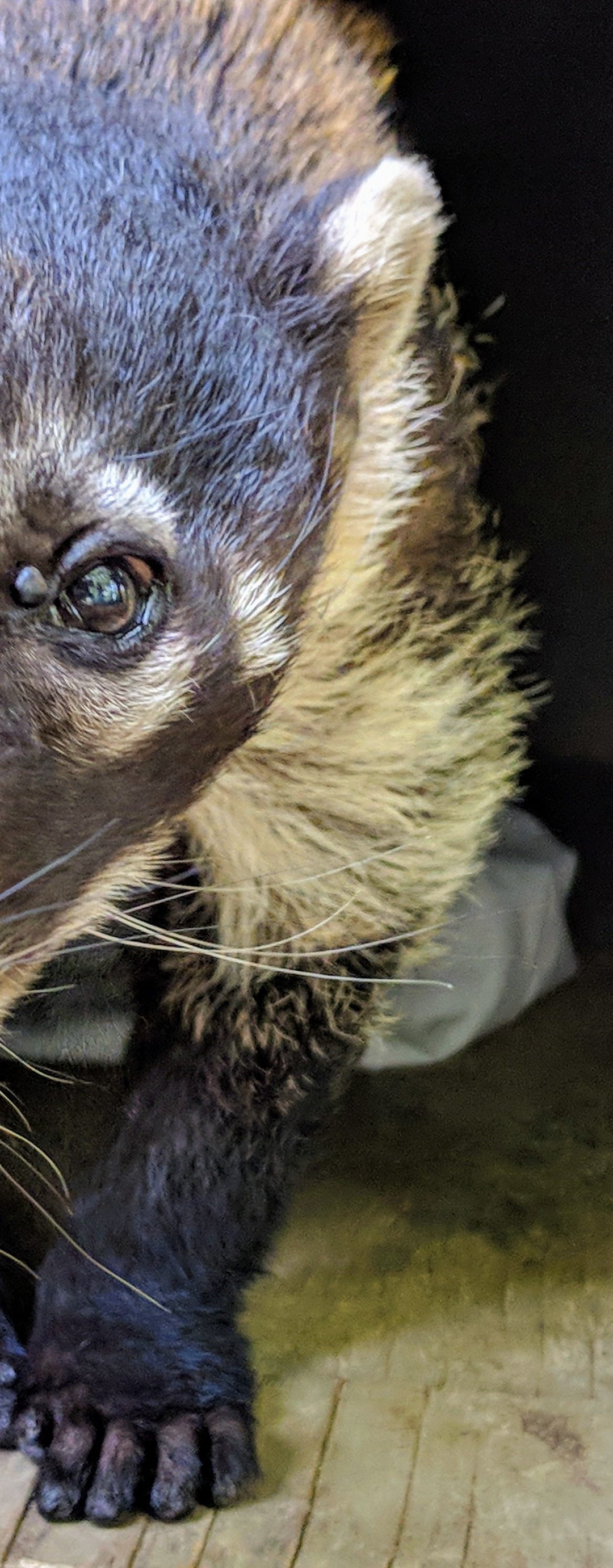 Macano Coatimundi
