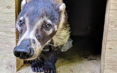 Macano Coatimundi