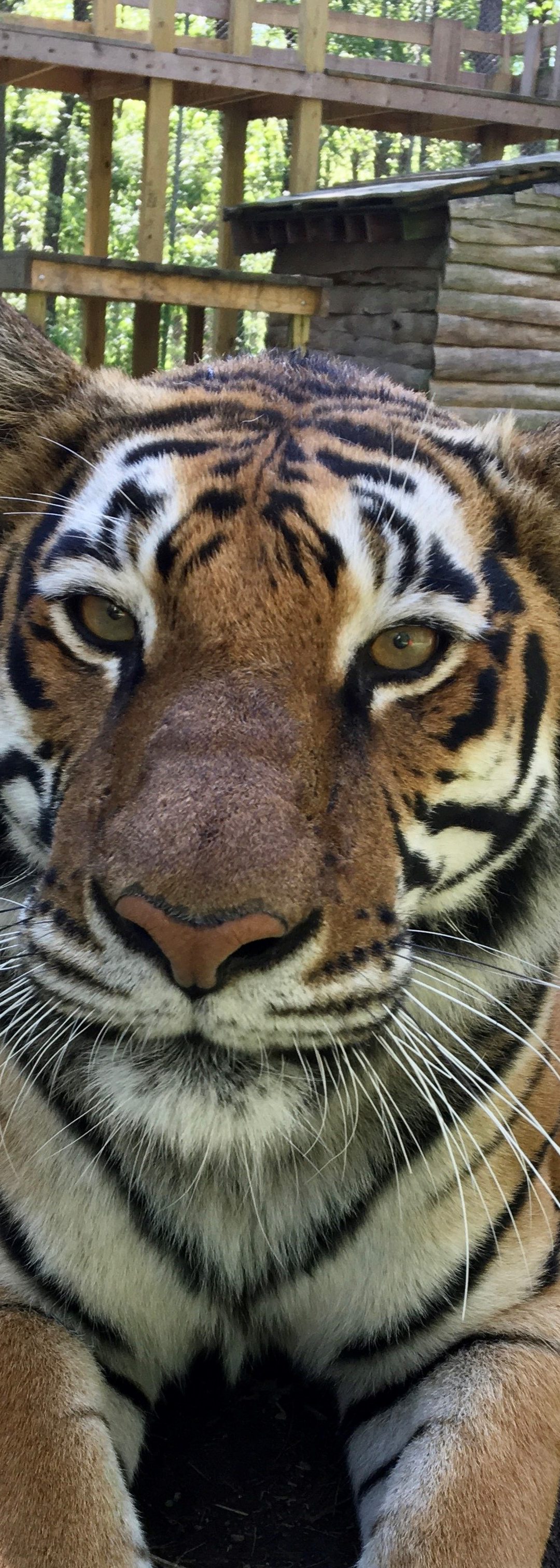 Keeper Tessa’s Blog 4/14/20