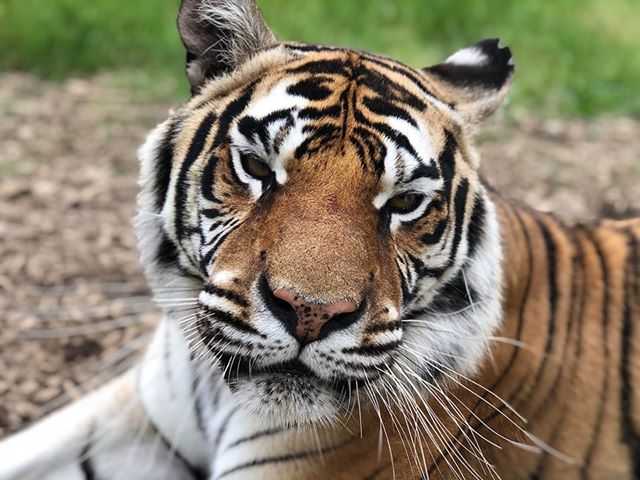 Tasha Tiger wants you to Donate to the CTR