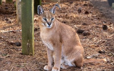 Zari Caracal