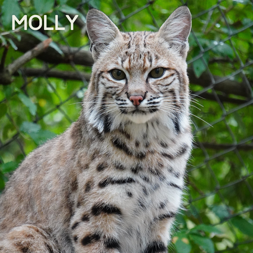 In this image you see Molly bobcat sitting up and looking at the camera. Molly is a younger bobcat, which means her spots are still visible in her fur.