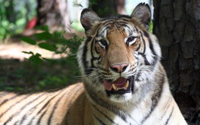 Riley Tiger
