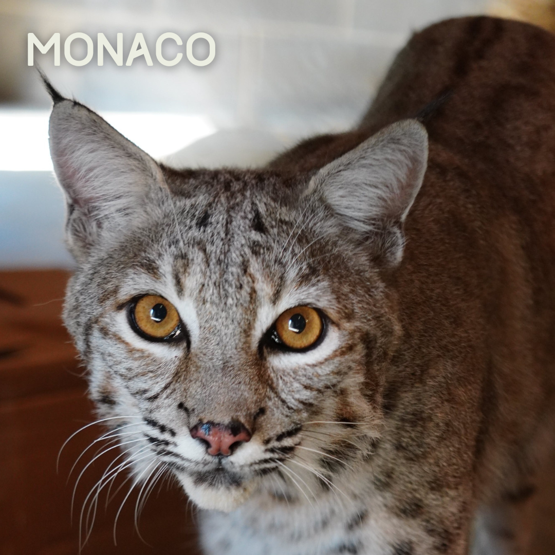 In this picture Monaco bobcat is show looking up at the camera and watching intently. Monaco is a larger bobcat and has lots of grey, fluffy fur.