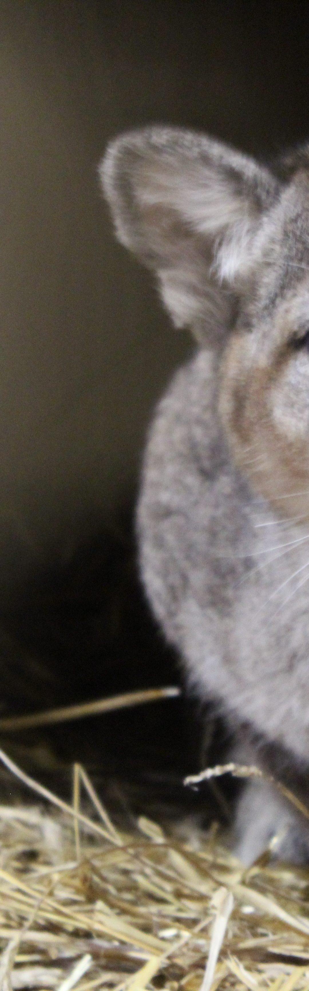Carolina Tiger Rescue receives orphaned cougar cub