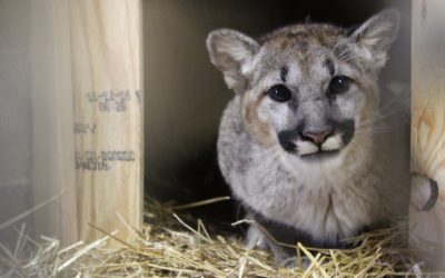 Carolina Tiger Rescue receives orphaned cougar cub