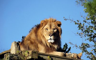 Trophy hunting of lions should not be mistaken for conservation