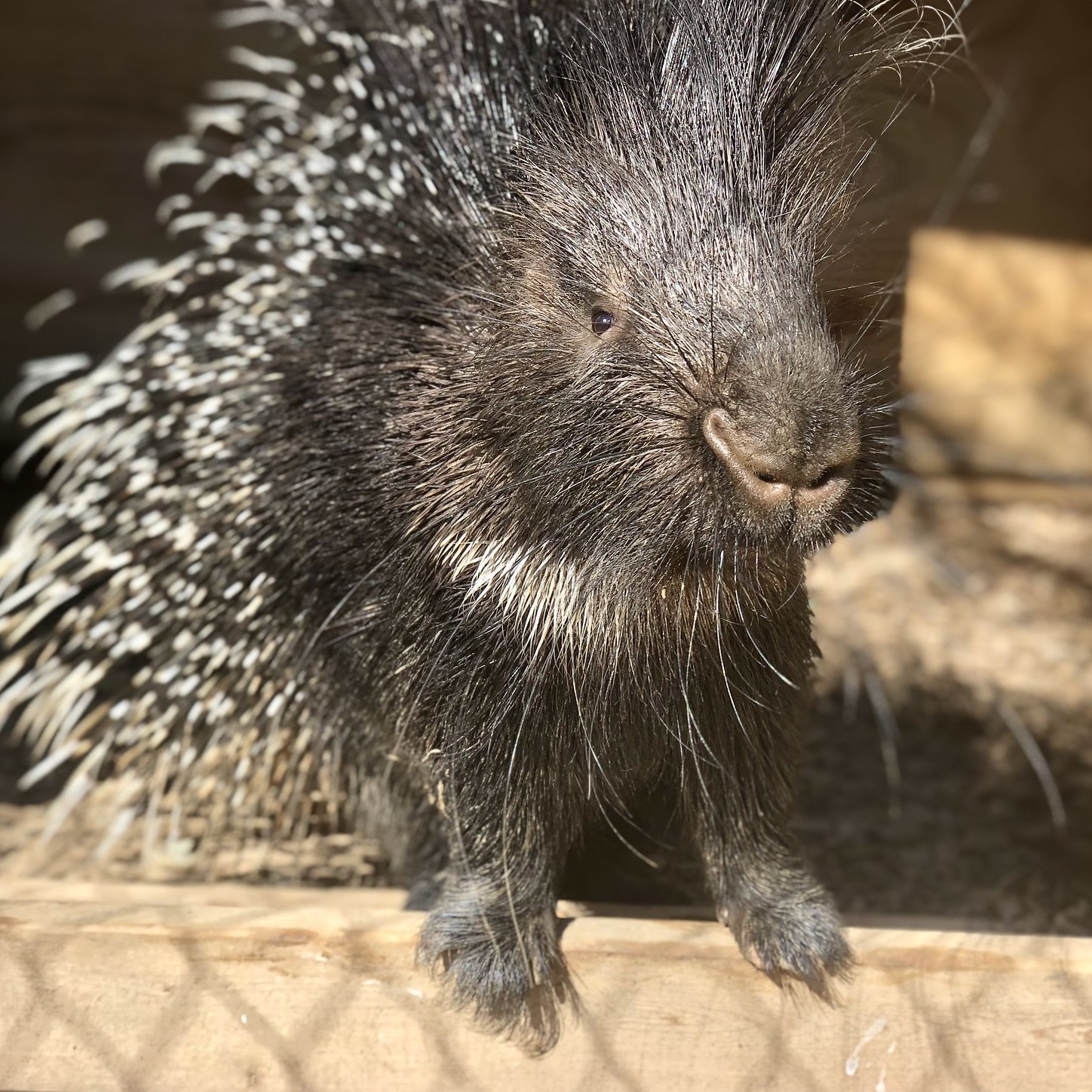Meet our porcupine at Carolina Tiger Rescue