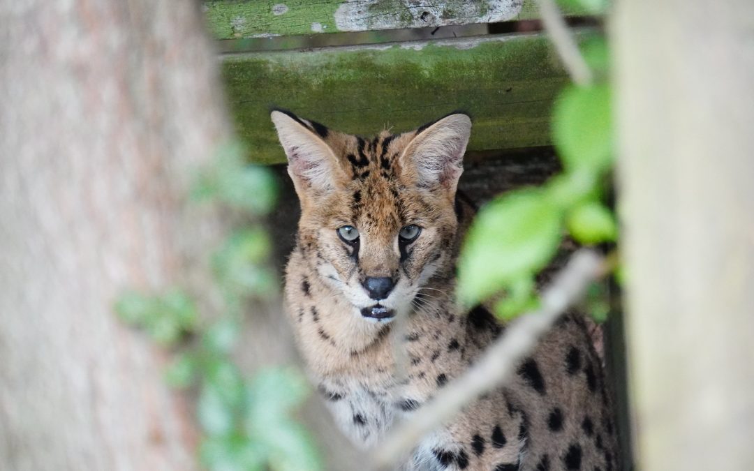 Servals: Why They Don’t Make Good Pets