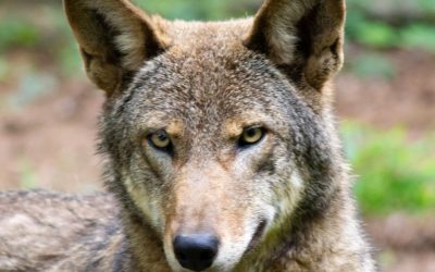 Red Wolf Physicals – A New Challenge