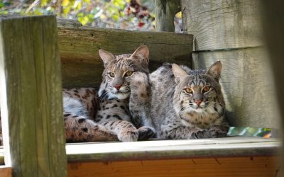 All About Bobcats