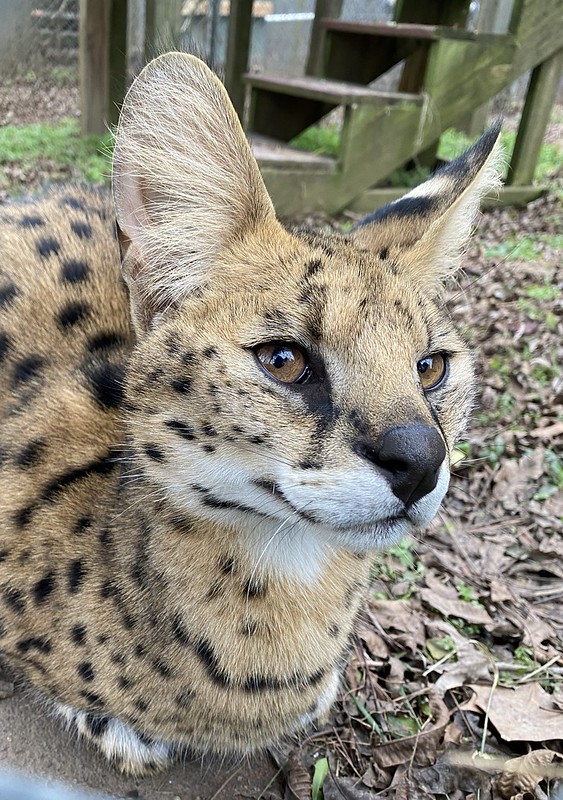 Pet Serval