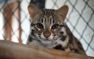 Asian Leopard Cat