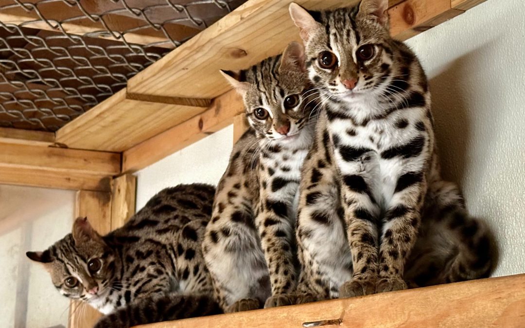 Asian Leopard Cats: A Wild Treasure Tainted by the Pet Trade