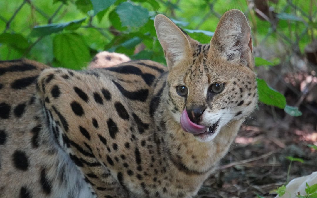 King Serval