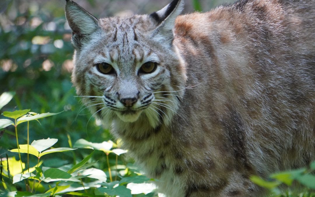 Monaco Bobcat