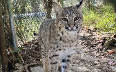 Rio Bobcat